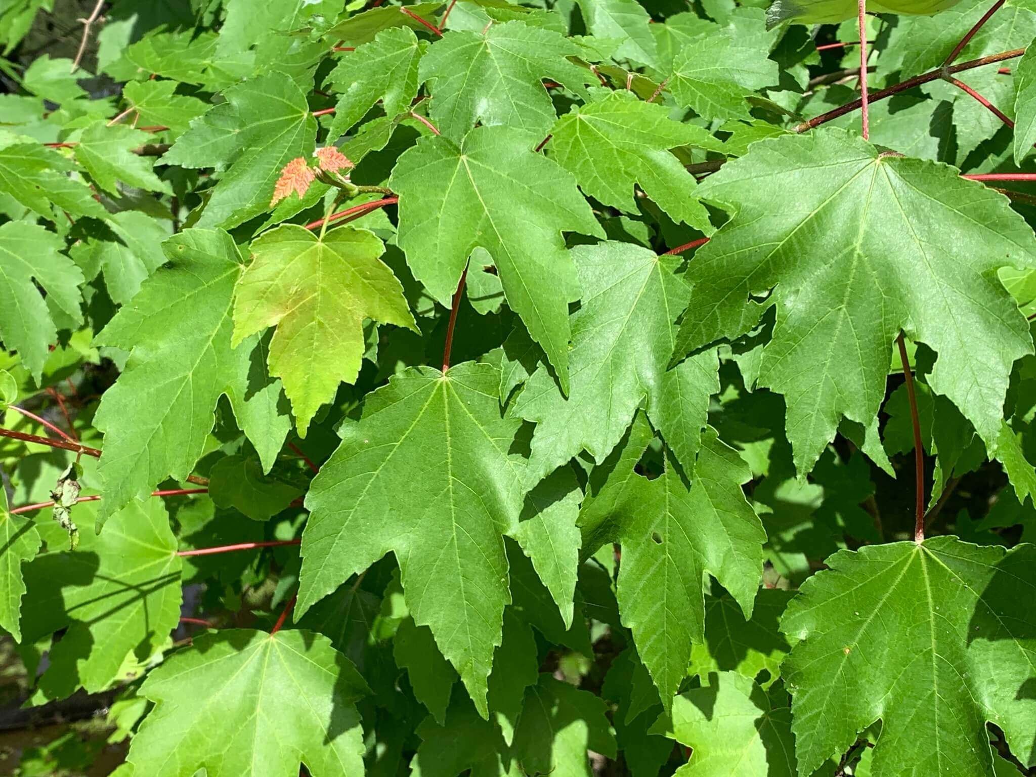 Acer rubrum var. Drummondii